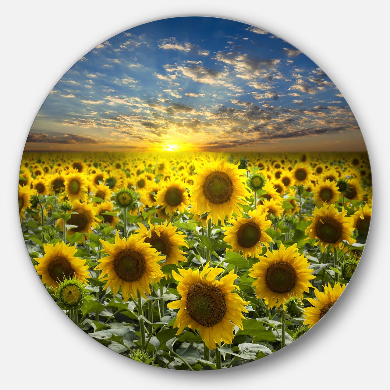 Designart - Field of Blooming Sunflowers' Large Flower Metal Circle Wall Art